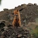 Red fox kit watches keeps watch at Imnavait
